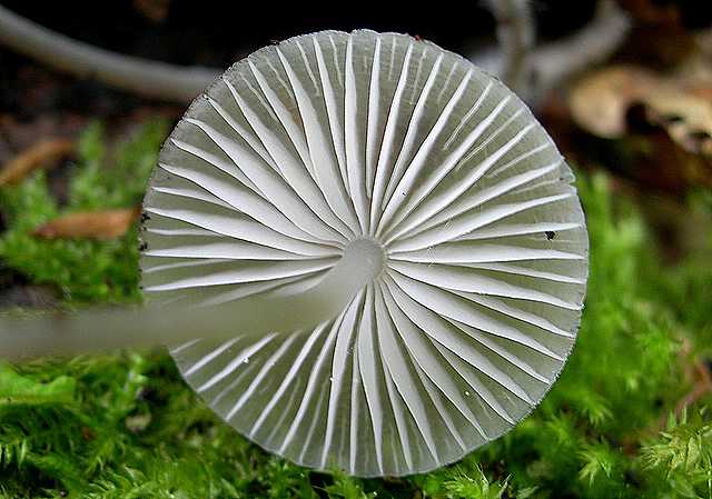 Mycena abramsii     (Murrill)    Murrill